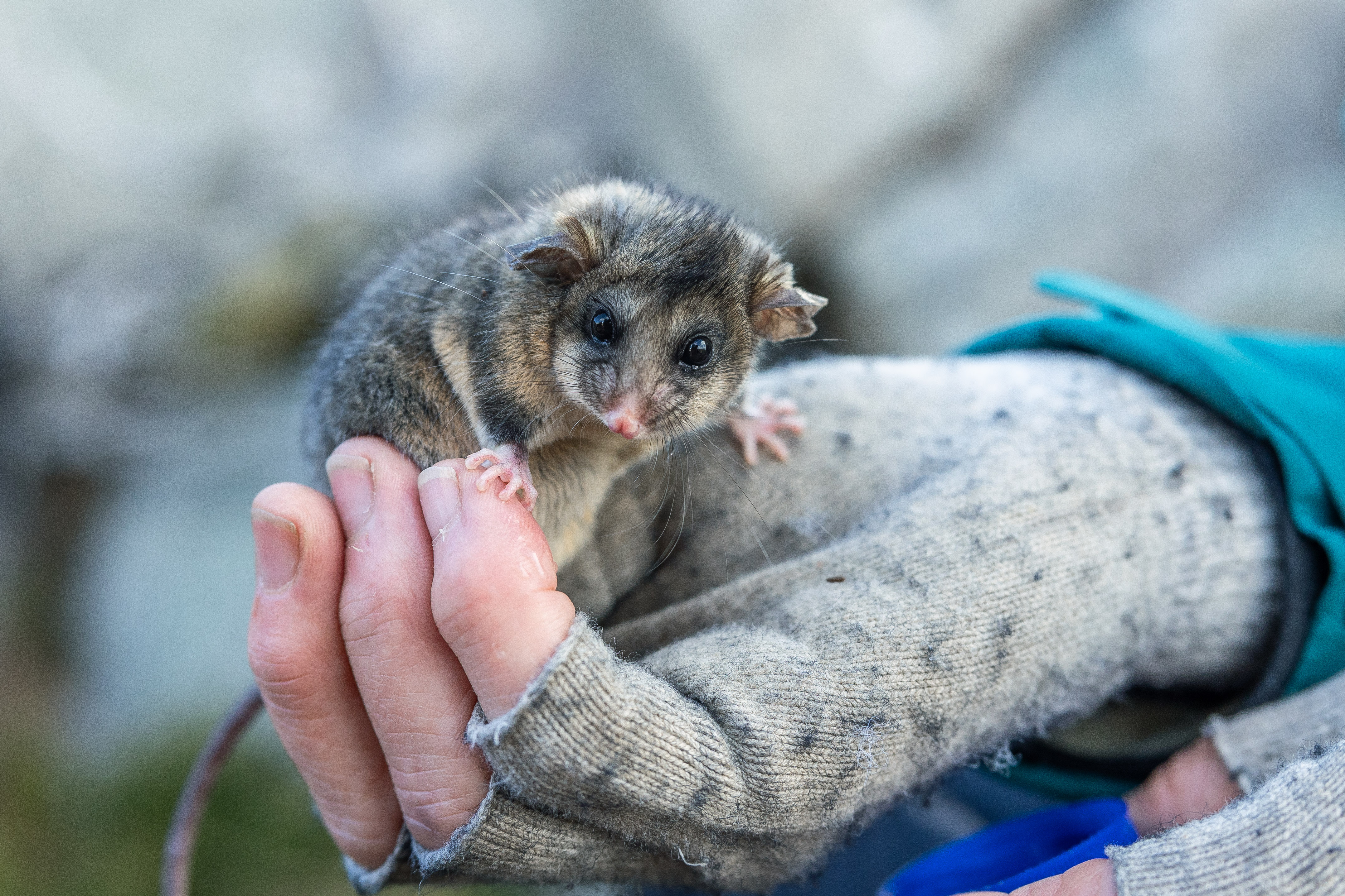 Mountain pygmy-possum bouncing back in the Snowy Mountains Main Image