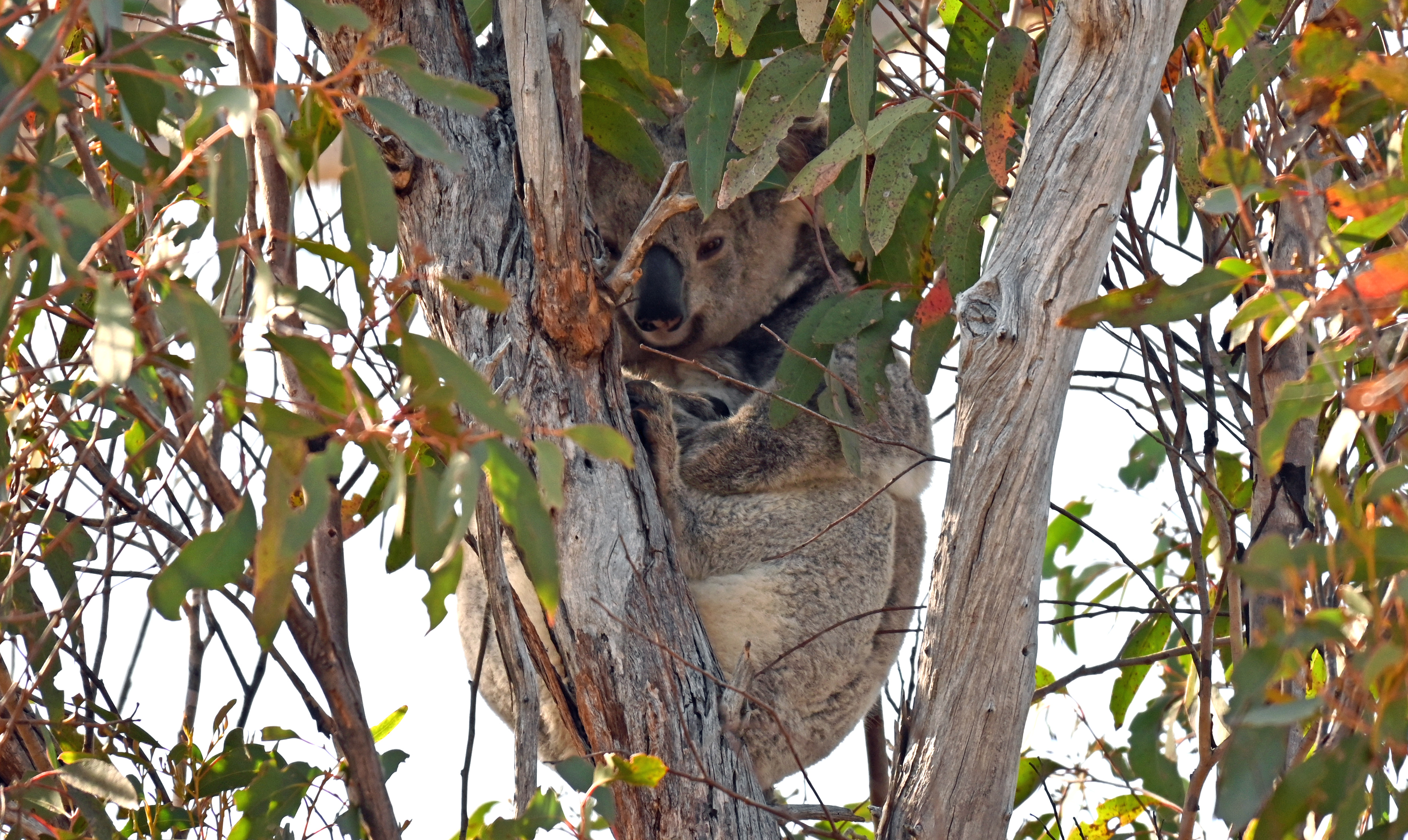 Southern Tablelands school students become koala habitat champions Main Image